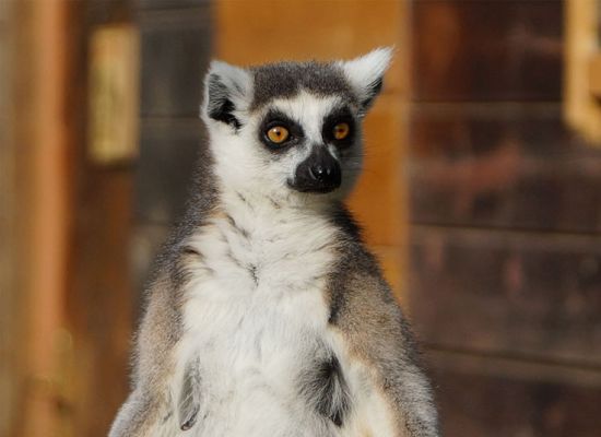 Zoo Salzburg