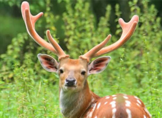 Wildpark Untertauern